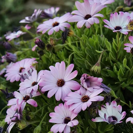 Villa Newly Built Spectacular Sunset At St. John, Mykonos *